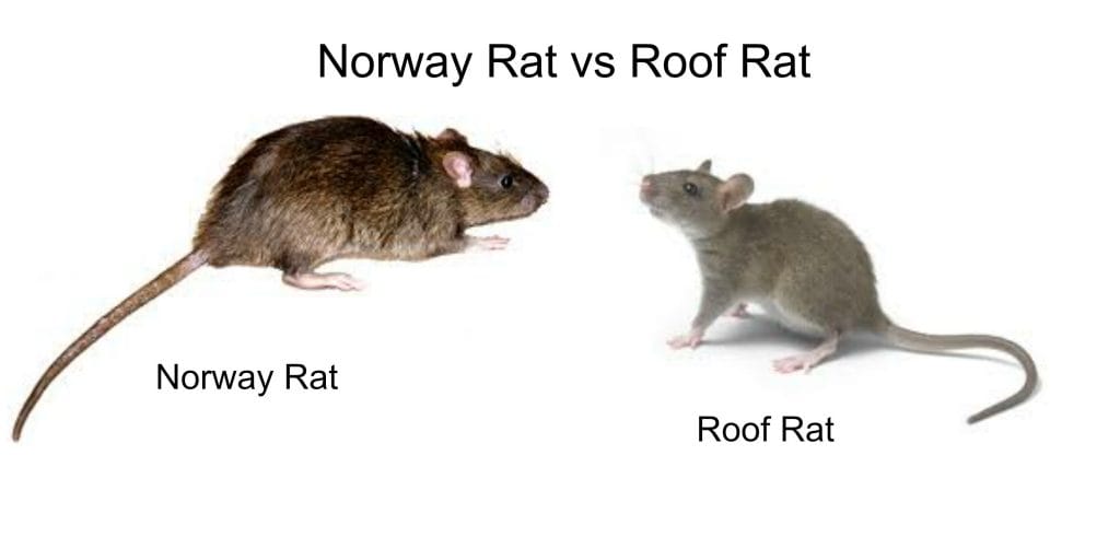 Roof Rat vs Norway Rat Control 1 Caledon