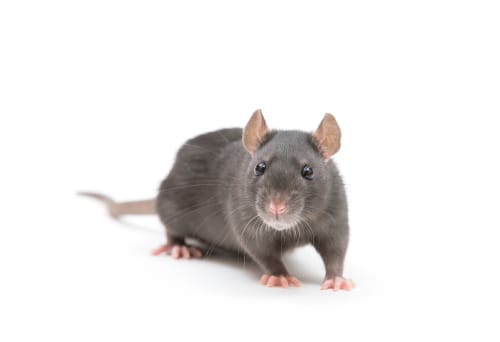 rat exterminator Caledon