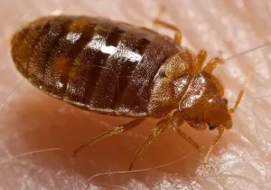 How to Kill Bed bugs With Baking Powder