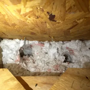 How to Locate a Dead Rodent in Walls