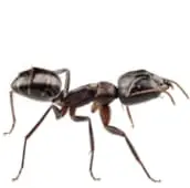 ant control services in caledon