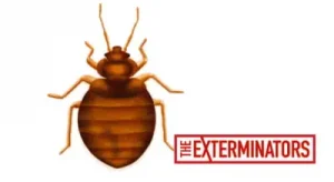 bed bug extermination services in caledon