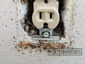 bed bugs wall outlet control Caledon