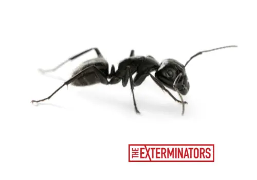 carpenter ant extermination services in caledon