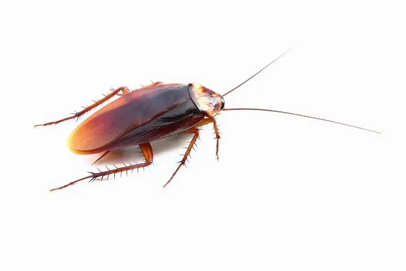 cockroach control Caledon