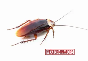 cockroach extermination services in caledon