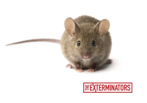 mouse exterminator services in caledon
