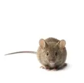 mouse removal services in caledon