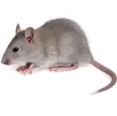 rat control services in caledon
