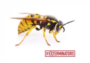 wasp control services in caledon