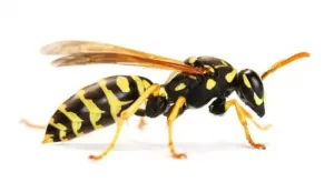 wasp removal caledon