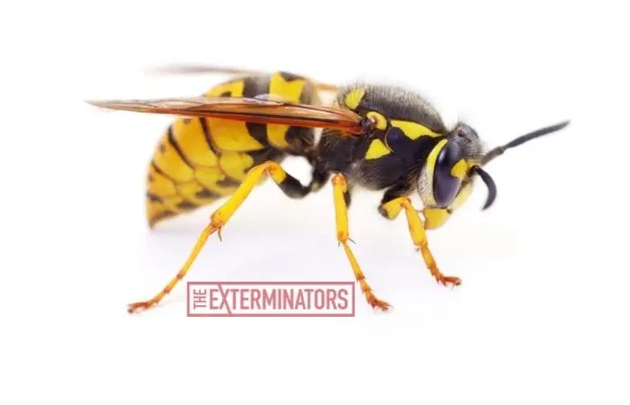 wasp removal service caledon