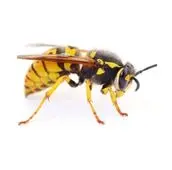 wasp removal services in caledon